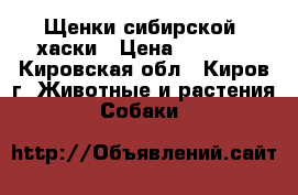 Щенки сибирской  хаски › Цена ­ 2 000 - Кировская обл., Киров г. Животные и растения » Собаки   